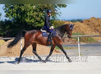 Westfale, Stute, 5 Jahre, 171 cm, Brauner