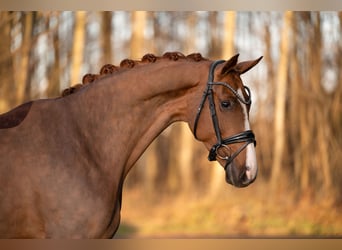 Westfale, Stute, 5 Jahre, 171 cm, Fuchs