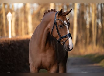 Westfale, Stute, 5 Jahre, 171 cm, Fuchs