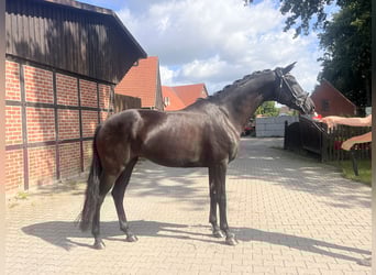 Westfale, Stute, 5 Jahre, 171 cm, Rappe