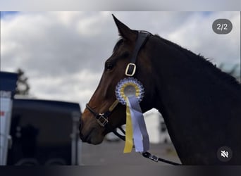Westfale, Stute, 5 Jahre, 172 cm, Brauner