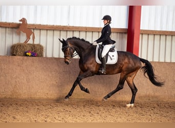 Westfale, Stute, 5 Jahre, 172 cm, Brauner