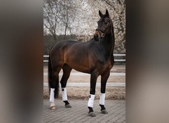 Westfale, Stute, 5 Jahre, 172 cm, Brauner