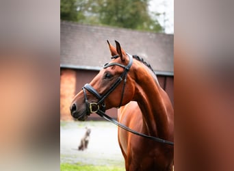 Westfale, Stute, 5 Jahre, 172 cm, Brauner