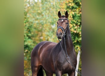 Westfale, Stute, 5 Jahre, 172 cm, Dunkelbrauner