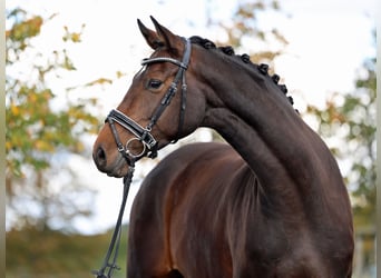 Westfale, Stute, 5 Jahre, 172 cm, Dunkelbrauner