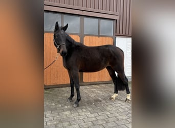 Westfale, Stute, 5 Jahre, 172 cm, Dunkelbrauner