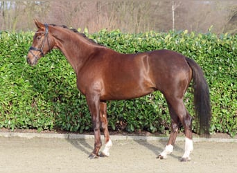 Westfale, Stute, 5 Jahre, 172 cm, Dunkelfuchs