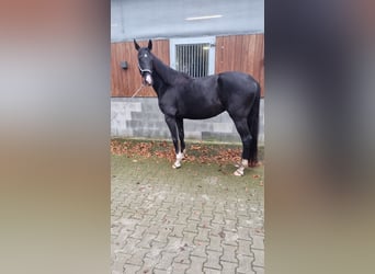 Westfale, Stute, 5 Jahre, 172 cm, Rappe