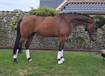 Westfale, Stute, 5 Jahre, 173 cm, Brauner