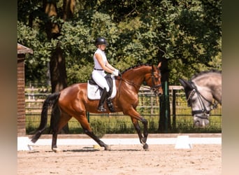 Westfale, Stute, 5 Jahre, 173 cm, Brauner