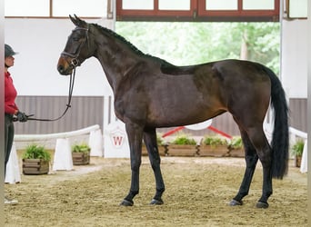 Westfale, Stute, 5 Jahre, 173 cm, Dunkelbrauner