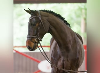 Westfale, Stute, 5 Jahre, 173 cm, Dunkelbrauner