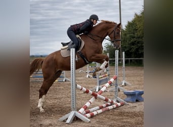 Westfale, Stute, 5 Jahre, 173 cm, Fuchs