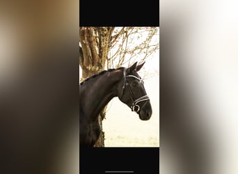 Westfale, Stute, 5 Jahre, 173 cm, Rappe