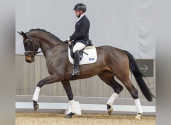 Westfale, Stute, 5 Jahre, 174 cm, Dunkelbrauner