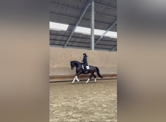 Westfale, Stute, 5 Jahre, 174 cm, Dunkelbrauner