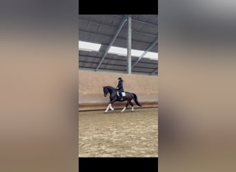 Westfale, Stute, 5 Jahre, 174 cm, Dunkelbrauner