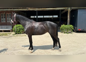 Westfale, Stute, 5 Jahre, 175 cm, Rappe