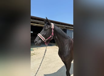 Westfale, Stute, 5 Jahre, 175 cm, Rappe