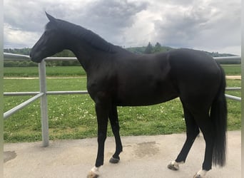 Westfale, Stute, 5 Jahre, 175 cm, Rappe