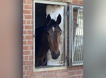 Westfale, Stute, 5 Jahre, 176 cm, Brauner