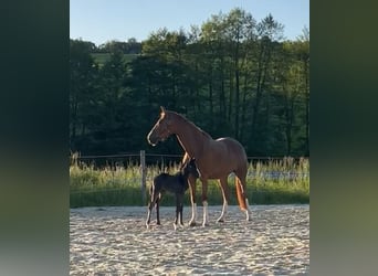 Westfale, Stute, 5 Jahre, 176 cm, Fuchs