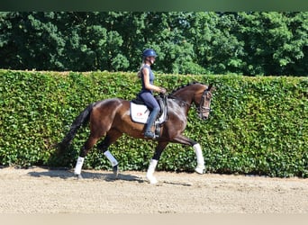Westfale, Stute, 5 Jahre, 177 cm, Dunkelbrauner