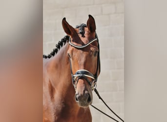 Westfale, Stute, 5 Jahre, 178 cm, Brauner