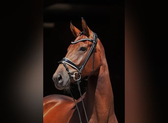 Westfale, Stute, 5 Jahre, 178 cm, Brauner