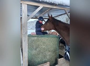 Westfale, Stute, 5 Jahre, 178 cm, Brauner