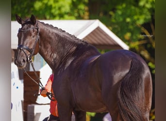 Westfale, Stute, 5 Jahre, 178 cm, Rappe