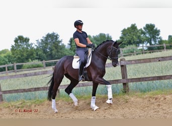 Westfale, Stute, 5 Jahre, 178 cm, Rappe