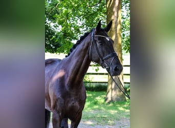 Westfale, Stute, 5 Jahre, 178 cm, Schwarzbrauner