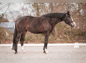 Westfale, Stute, 5 Jahre, 180 cm, Dunkelbrauner