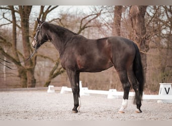 Westfale, Stute, 5 Jahre, 180 cm, Dunkelbrauner