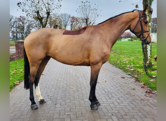 Westfale, Stute, 5 Jahre, Brauner