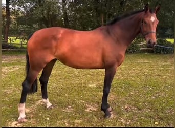 Westfale, Stute, 5 Jahre, Brauner