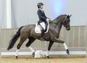 Westfale, Stute, 5 Jahre, Schwarzbrauner