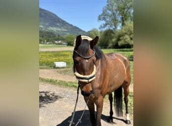 Westfale, Stute, 6 Jahre, 157 cm, Brauner