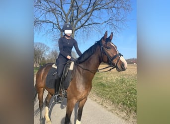 Westfale, Stute, 6 Jahre, 160 cm, Brauner