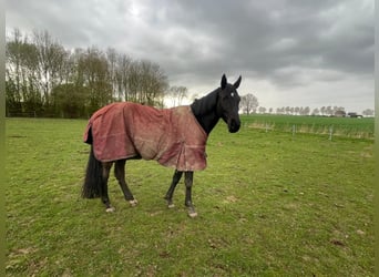 Westfale, Stute, 6 Jahre, 160 cm, Rappe