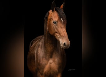 Westfale, Stute, 6 Jahre, 162 cm, Brauner