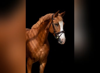 Westfale, Stute, 6 Jahre, 162 cm, Fuchs