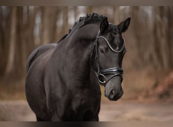 Westfale, Stute, 6 Jahre, 162 cm, Schwarzbrauner
