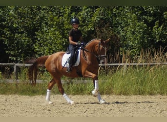 Westfale, Stute, 6 Jahre, 163 cm, Fuchs