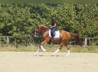 Westfale, Stute, 6 Jahre, 163 cm, Fuchs