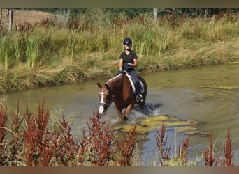 Westfale, Stute, 6 Jahre, 163 cm, Fuchs