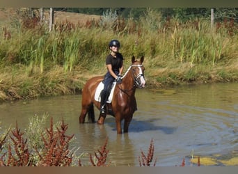 Westfale, Stute, 6 Jahre, 163 cm, Fuchs