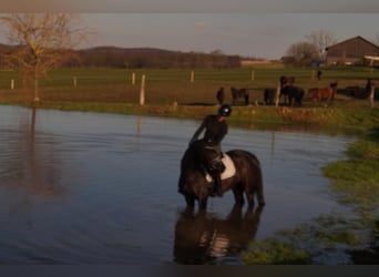 Westfale, Stute, 6 Jahre, 163 cm, Rappe